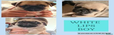 Pug 2 WHITE LIPS 