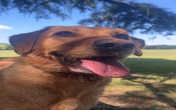 Labrador Retriever dogs for sale: Extensively Health tested Red fox Labradors 🧡 - Image 8