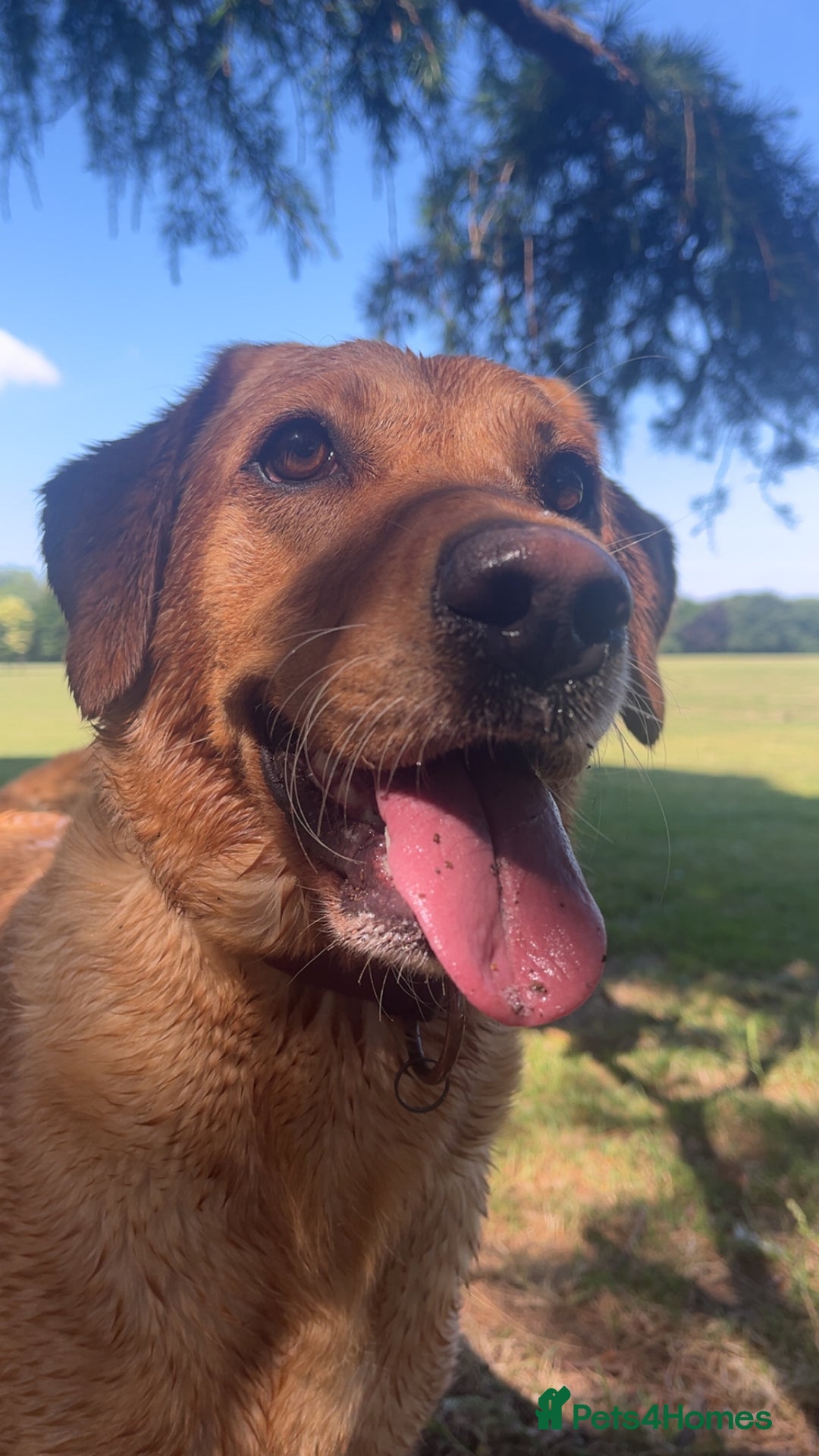 Labrador Retriever dogs for sale: Extensively Health tested Red fox Labradors 🧡 - Image 8