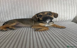 Mixed Breed dogs for sale: 1 Boy Left Ready To Go French Cocker Jack Pup - Image 7