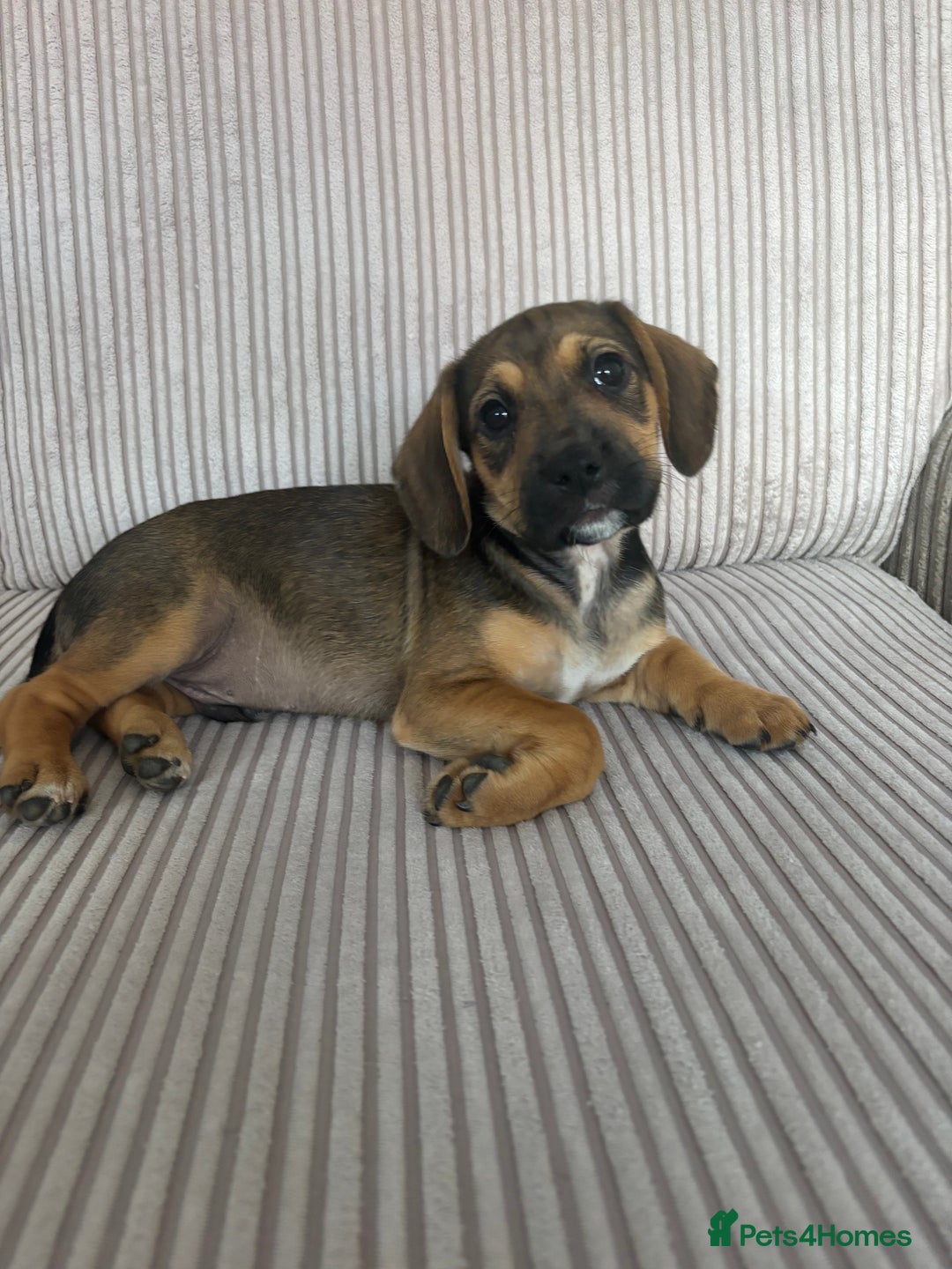 Mixed Breed dogs for sale: 1 Boy Left Ready To Go French Cocker Jack Pup - Image 7