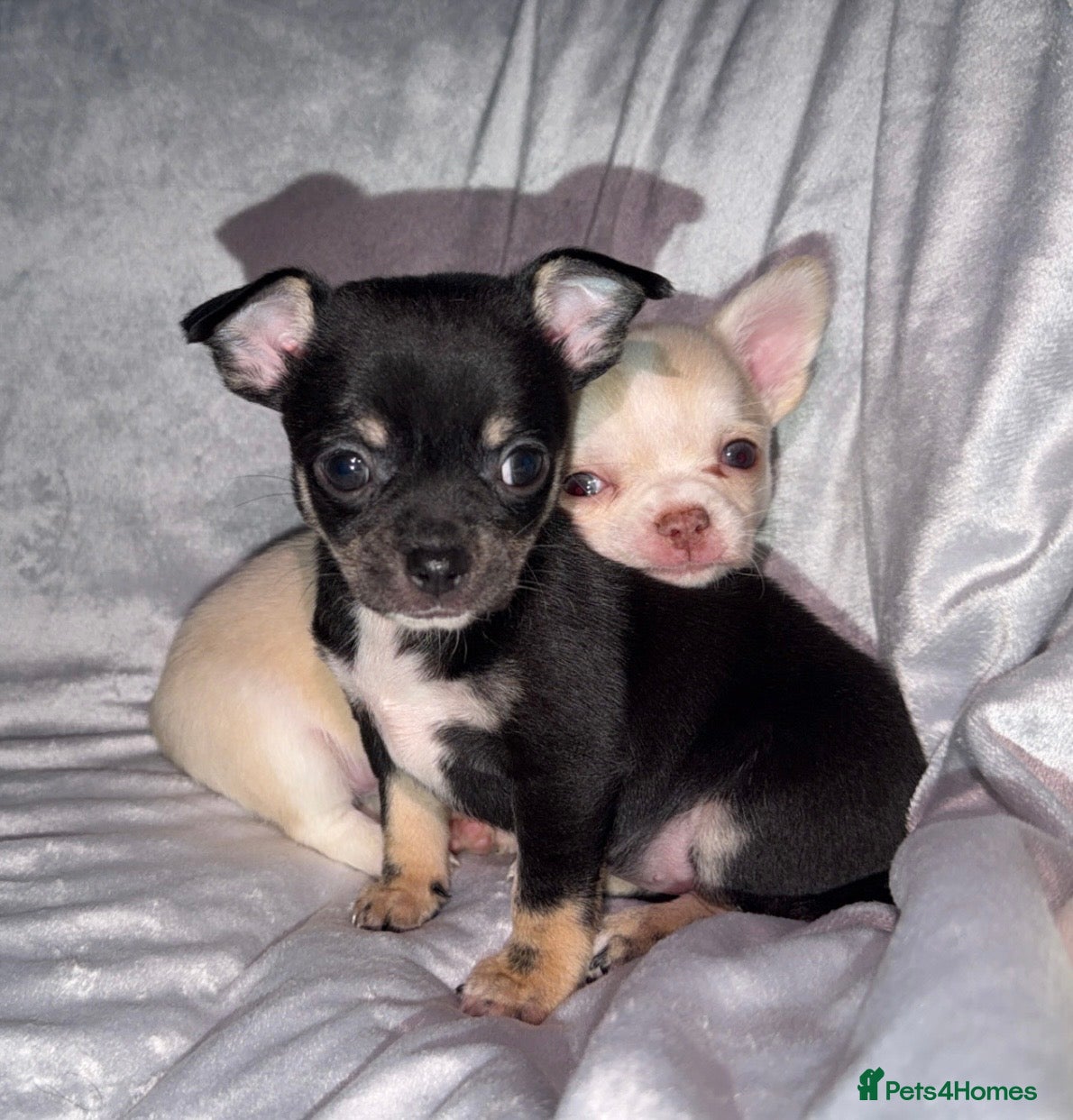 Chihuahua dogs 🌺Chihuahua puppies 🌺 - Advert 1