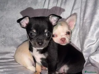 Chihuahua dogs 🌺Chihuahua puppies 🌺 - Advert 1