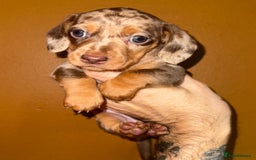 Miniature Dachshund dogs for sale: 🩵🩷Stunning KC Reg Mini Dachshunds🩵🩷 - Image 5