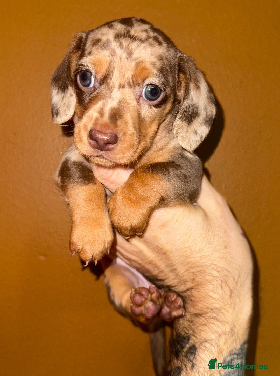 Miniature Dachshund dogs for sale: 🩵🩷Stunning KC Reg Mini Dachshunds🩵🩷 - Image 5