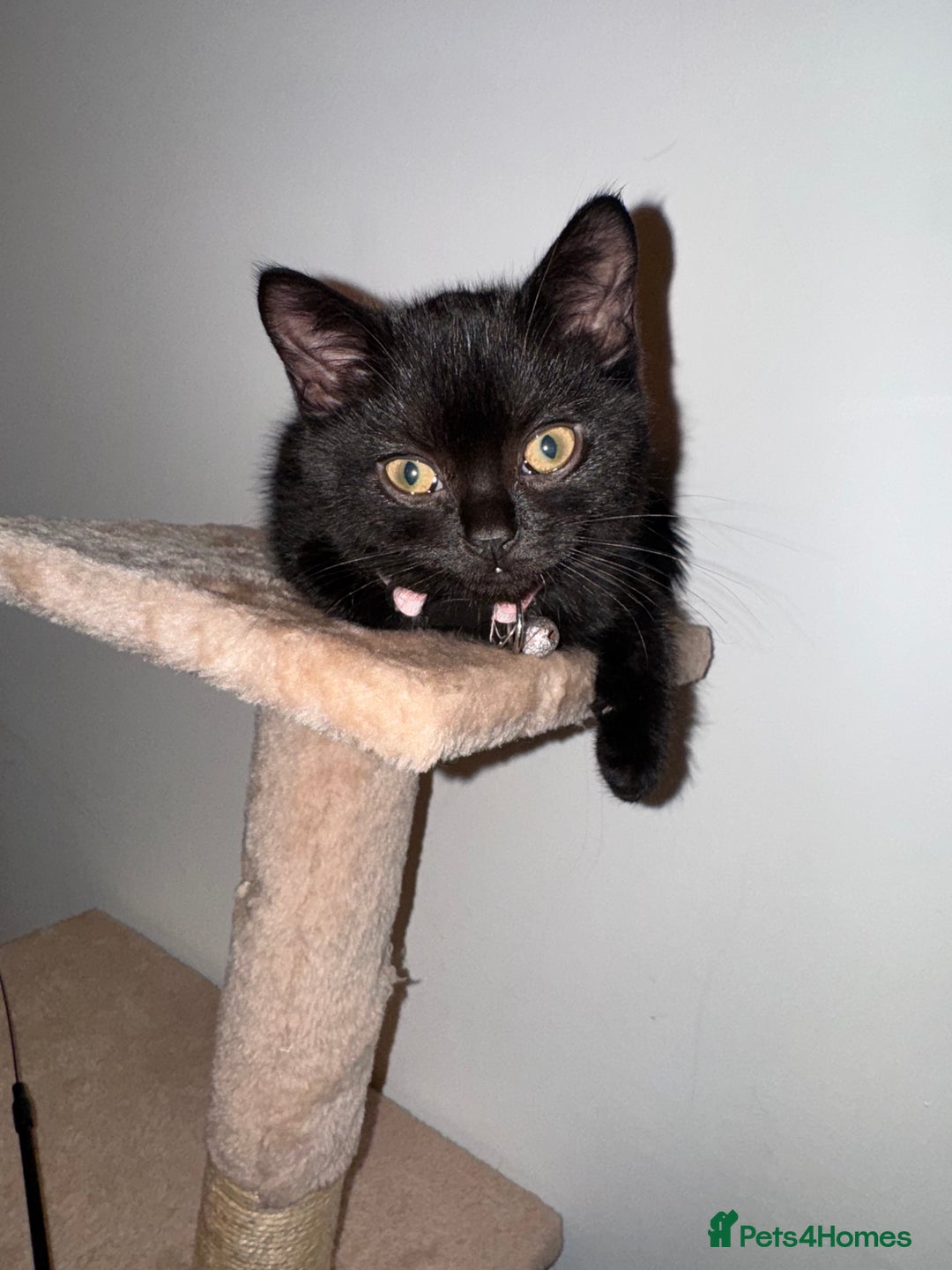 British Shorthair cats for sale: Cutie - Advert 8