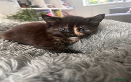 Domestic Shorthair cats for sale: Girl 1 left ❤️😻❤️ 7wks and ready to leave  - Image 13