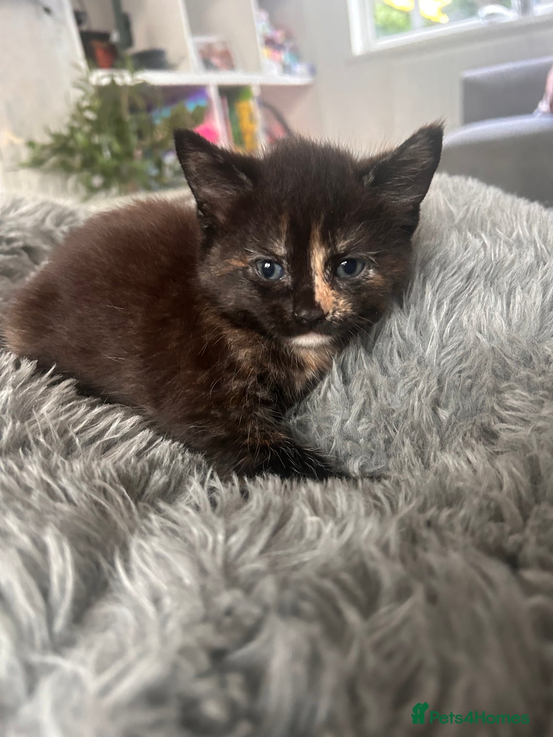 Domestic Shorthair cats for sale: Girl 1 left ❤️😻❤️ 7wks and ready to leave  - Image 13