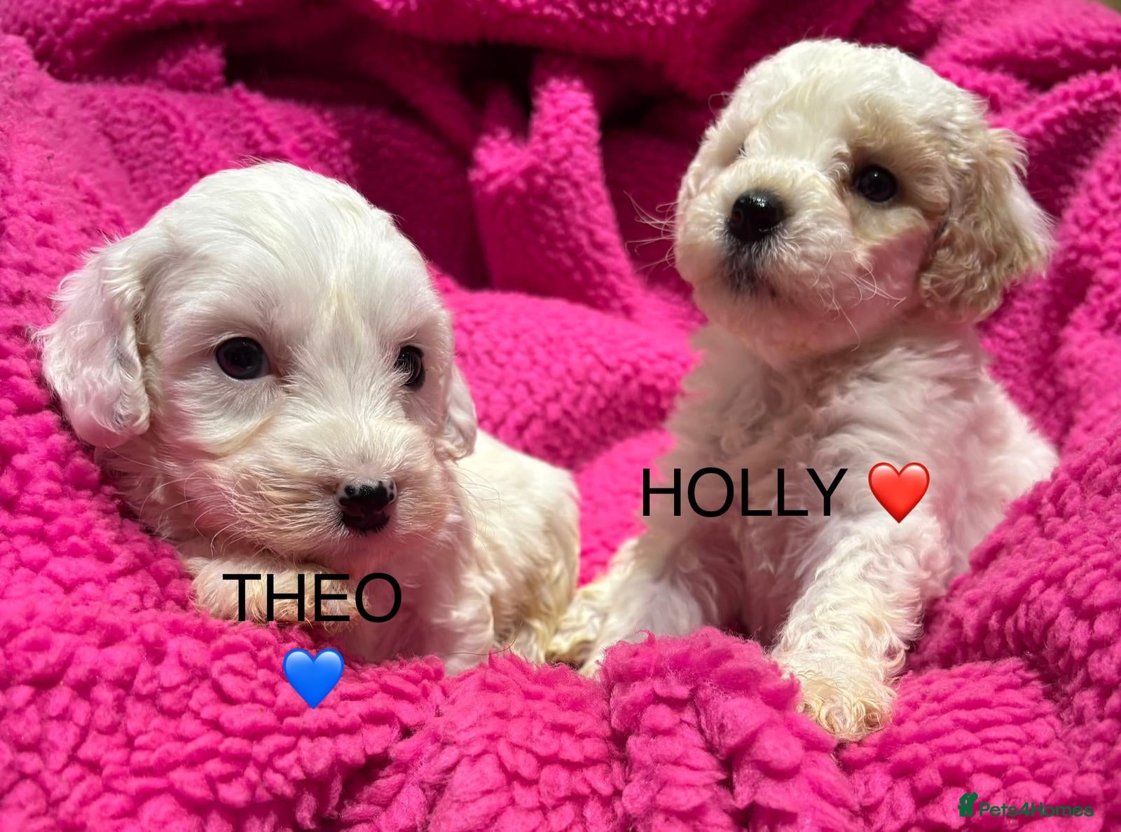 Cockapoo dogs 💛*COCKERPOO’S READY NOW in Cheshire*💛🏡 - Advert 1