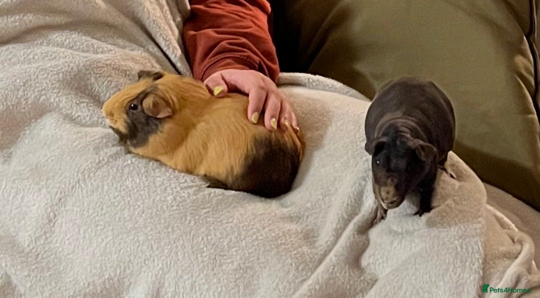 Guinea Pig rodents for sale: 3 year old male guinea pig  - Advert 4