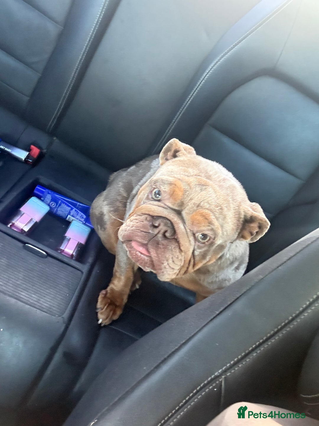 English Bulldog dogs for sale: Beautiful female English bulldog  - Advert 3