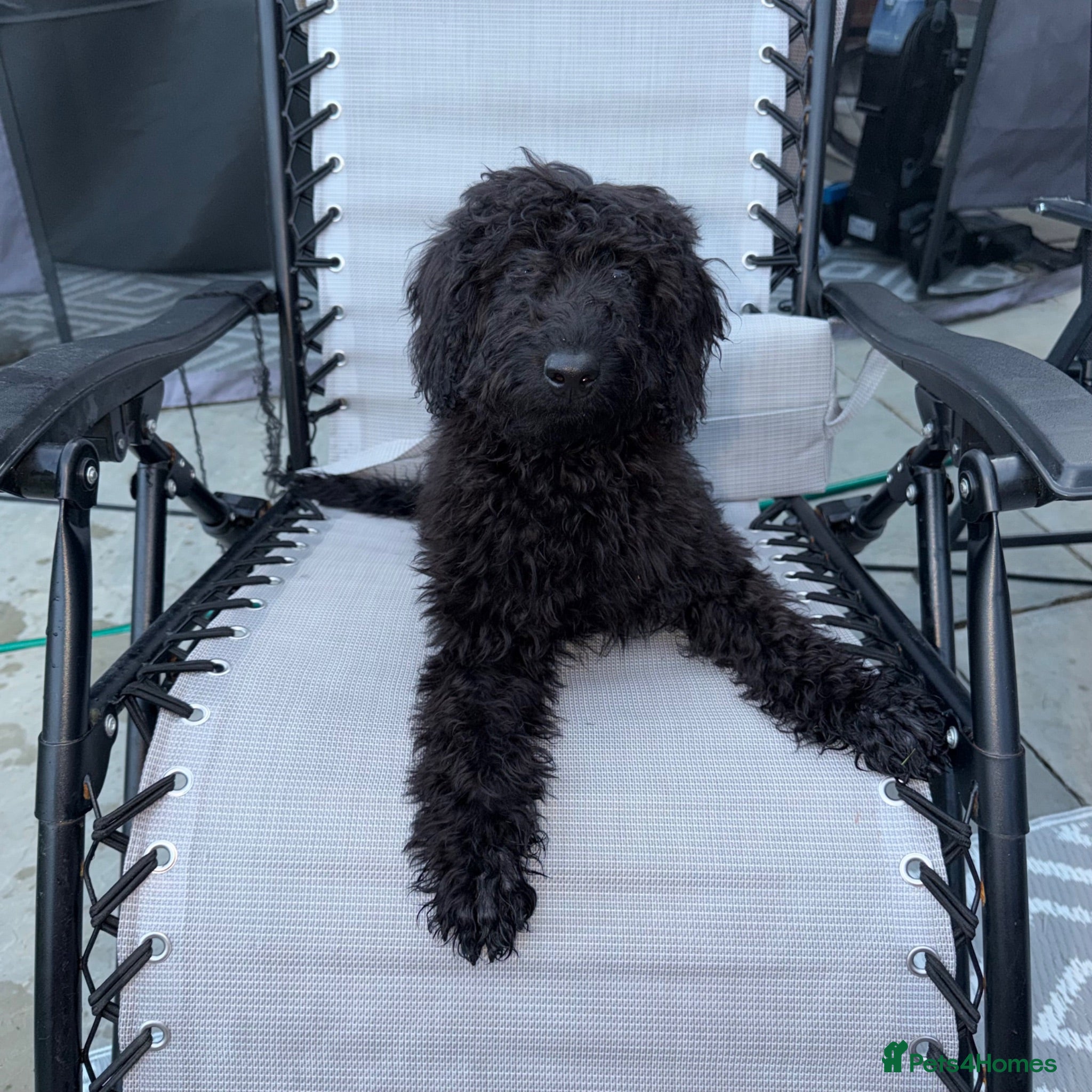 Labradoodle dogs Labradoodle berty  - Advert 11