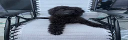 Labradoodle dogs for sale: Labradoodle berty  - Advert 1