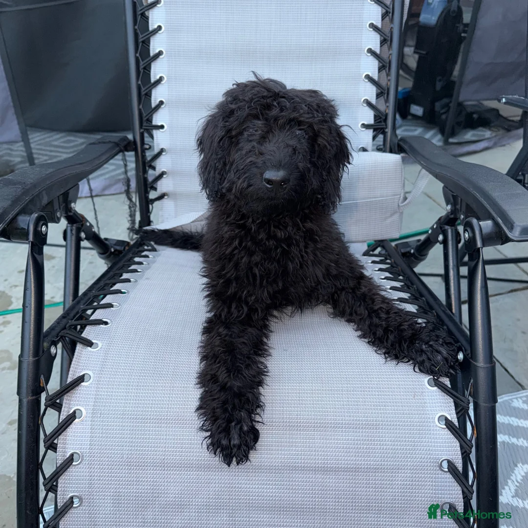 Labradoodle dogs for sale: Labradoodle berty  - Advert 1