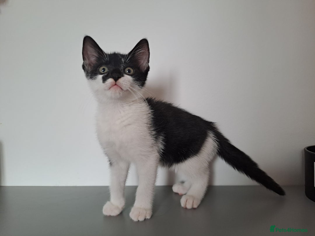 Domestic Shorthair cats for sale: 2 female kittens for sale - Image 19