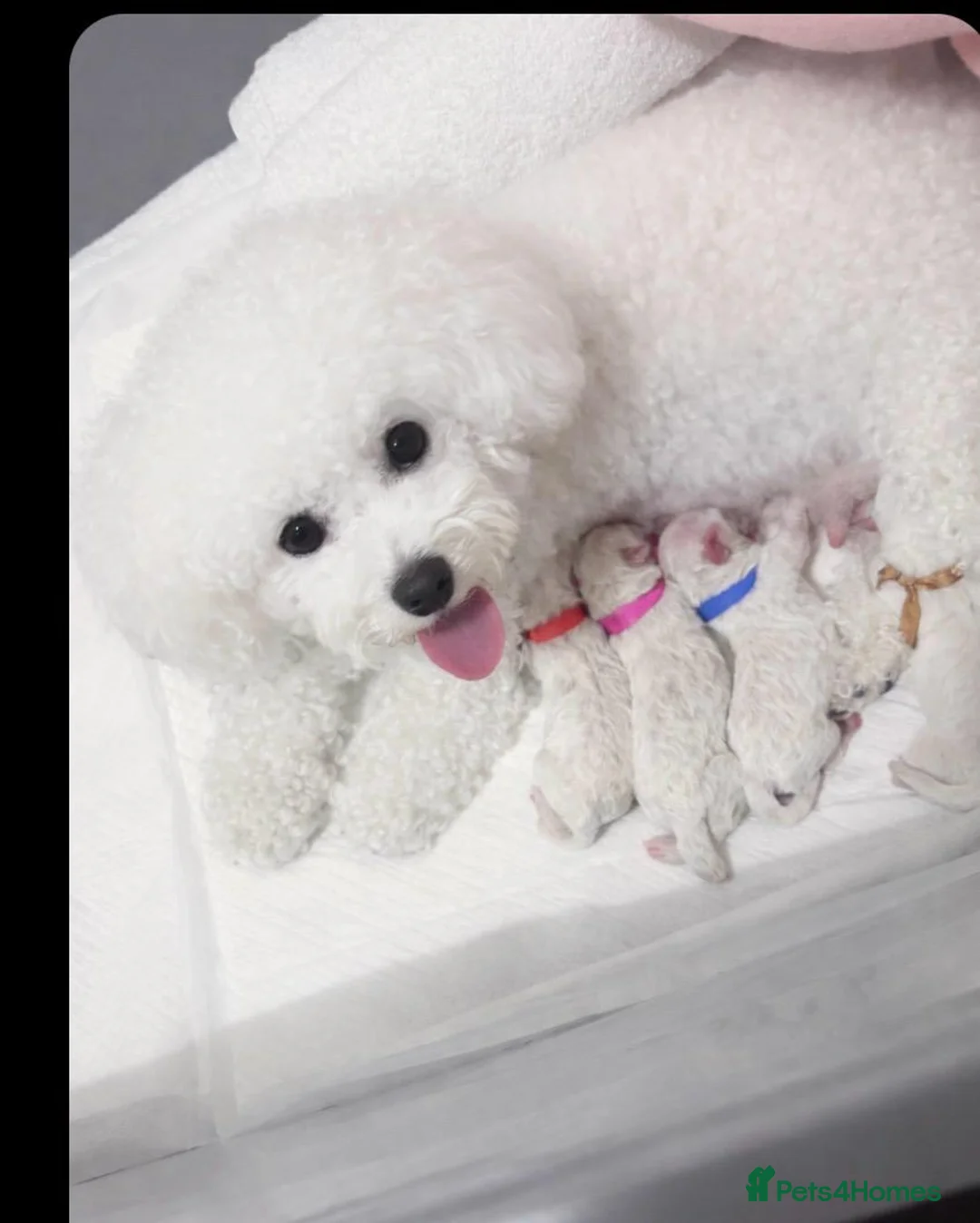Bichon Frise dogs for sale: Beautiful bichon frisee puppies - Advert 1