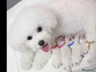 Bichon Frise dogs Beautiful bichon frisee puppies - Advert 1