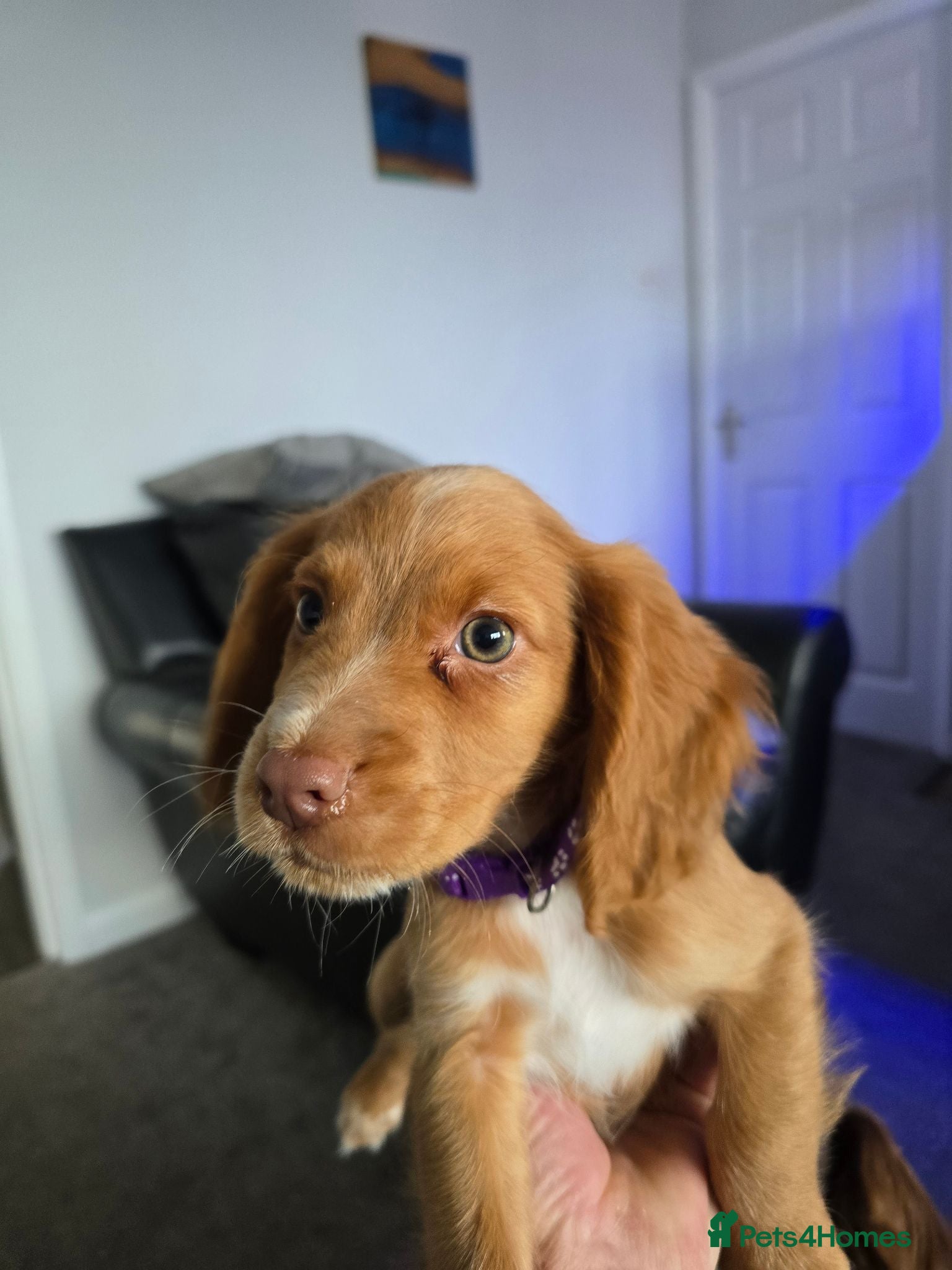 Cocker Spaniel dogs Stunning fox red working cockers - Advert 1
