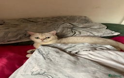British Shorthair cats for sale: Lovely British Shorthair Neutered Girl  - Image 7