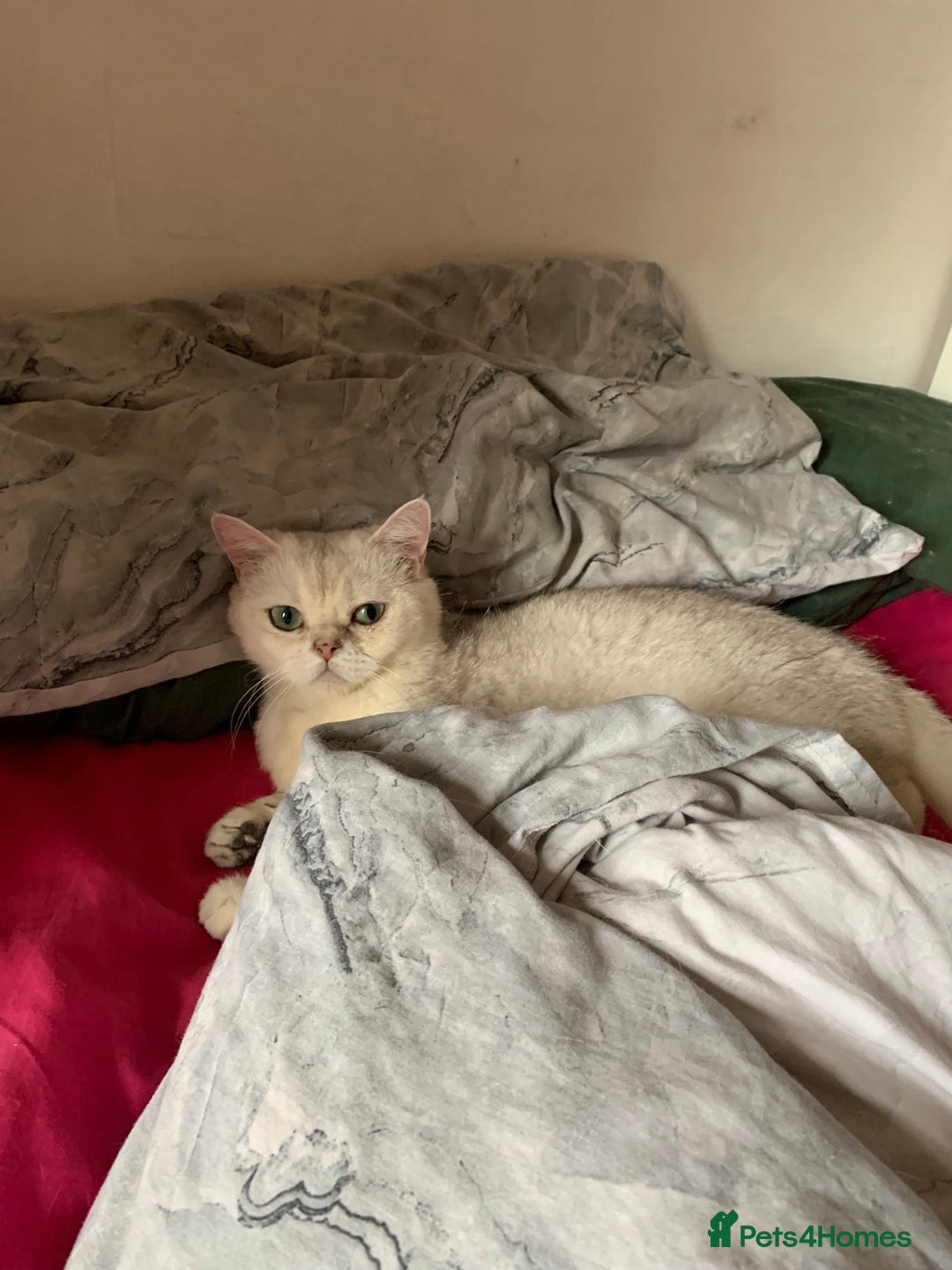 British Shorthair cats for sale: Lovely British Shorthair Neutered Girl  - Image 7