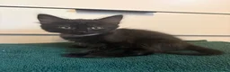 Mixed Breed cats for sale: 4 gorgeous black female kittens 🖤 - Advert 5
