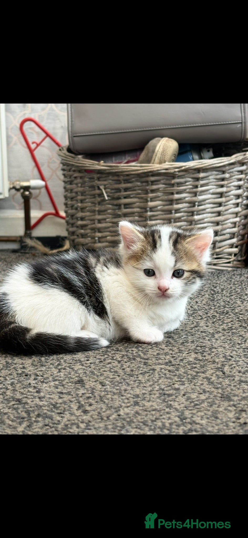 Mixed Breed cats Beautiful long haired Ragdoll cross kitten - Advert 4