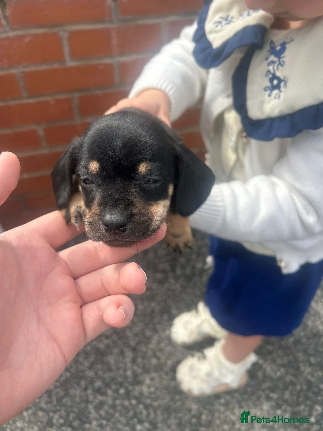 Dachshund dogs for sale: 4 beautiful puppies ready for new forever home!!!! - Image 6