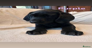 Labrador Retriever dogs - Advert 13