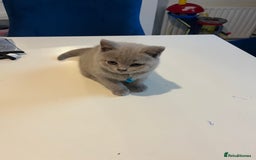 British Shorthair cats for sale: Beautiful  lilac and blue kittens 2 boys 1 girl - Image 34