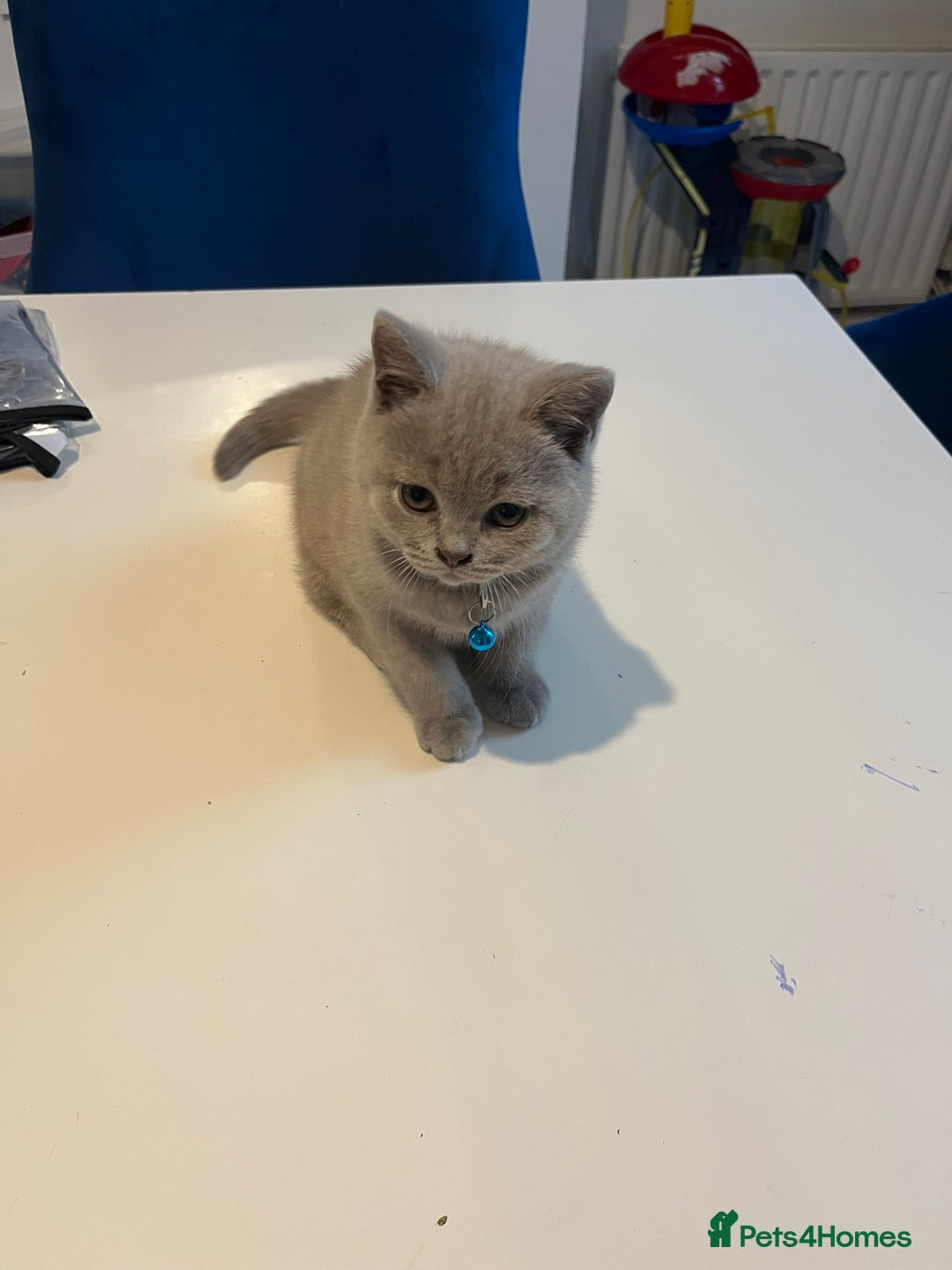 British Shorthair cats for sale: Beautiful  lilac and blue kittens 2 boys 1 girl - Image 34