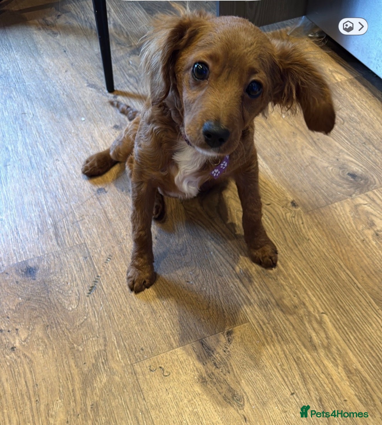 Cavapoo dogs Cavapoo - Advert 2