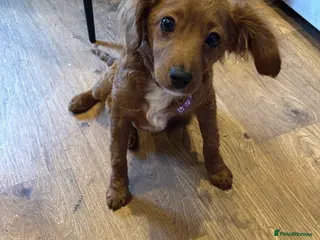 Cavapoo dogs Cavapoo - Advert 1