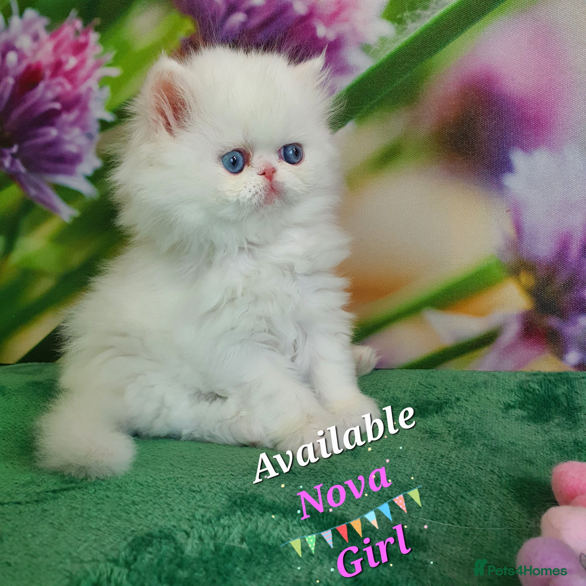 Persian cats GCCF pure breed Persian Kittens 😸  - Advert 6