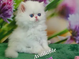Persian cats GCCF pure breed Persian Kittens 😸 - Advert 6