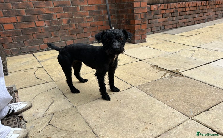 Patterdale Terrier dogs - Advert 1