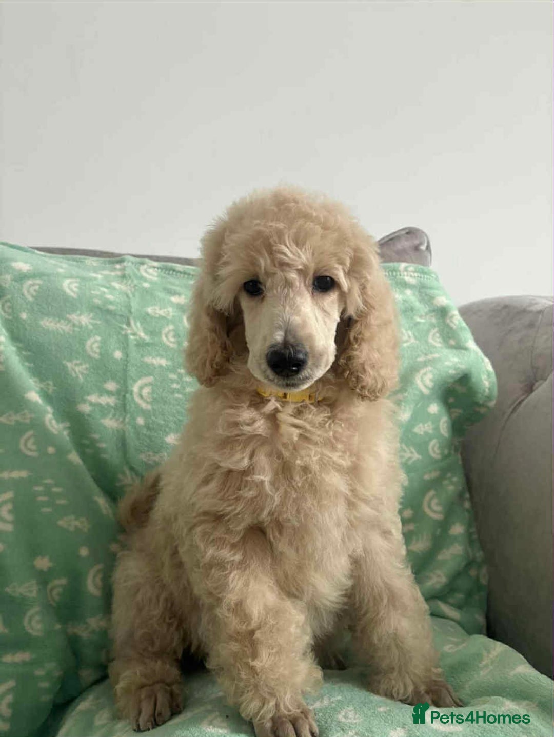 Standard Poodle dogs for sale: Stunning KC Standard Poodle Puppies for sale - Image 4