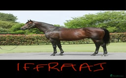 Irish Thoroughbred horses for sale: Project horse previously backed from KODIAC line - Image 15