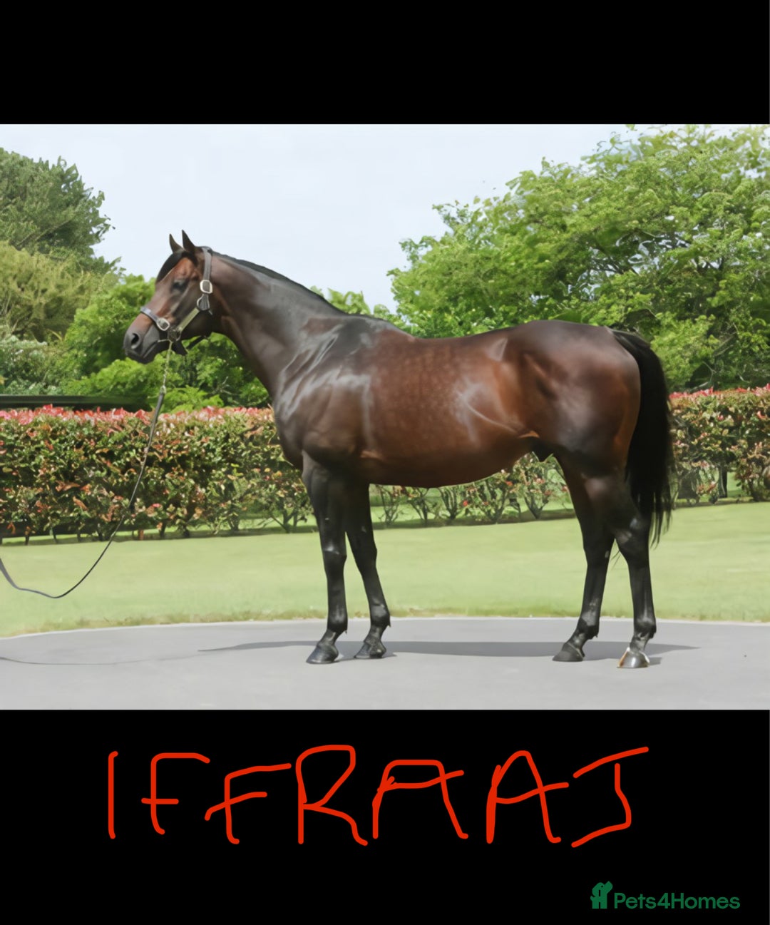Irish Thoroughbred horses for sale: Project horse previously backed from KODIAC line - Image 15