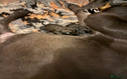 Mixed Breed dogs for sale: Cane Corso x Belgian Malinois - Image 2