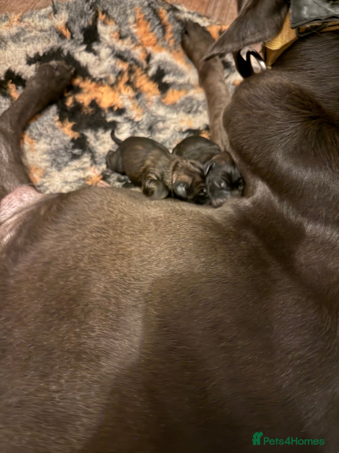 Mixed Breed dogs for sale: Cane Corso x Belgian Malinois - Image 2