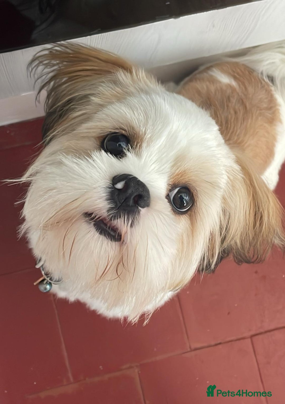 Lhasa Apso dogs for sale: Male Lhasa apso - Image 1