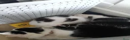Mixed Breed cats for sale: 5 Beautiful Kittens for sale  - Advert 11