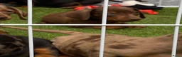 Miniature Dachshund dogs for sale: 6 beautiful miniature dachshund  in Wickford - Advert 14