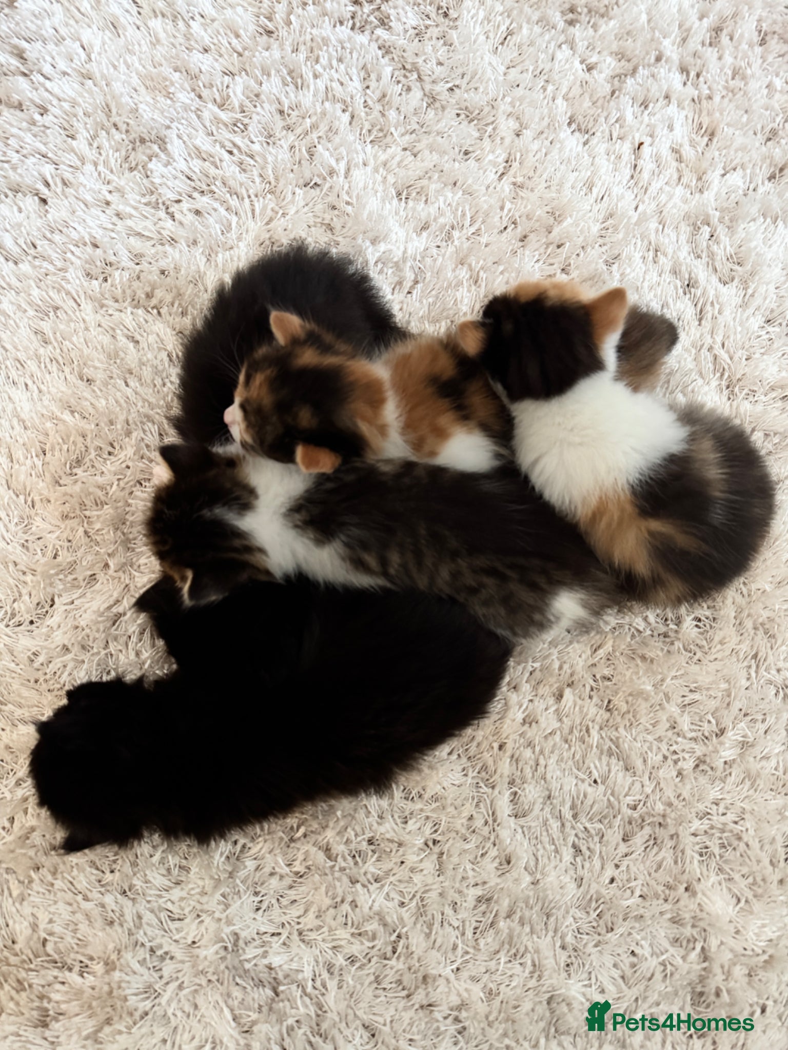 British Longhair cats British Longhair mum + 5 kittens (available soon) - Advert 6