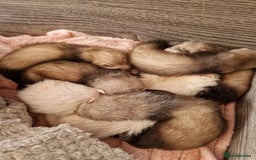 Ferret rodents for sale: Ferret kits mixed litter  - Image 10