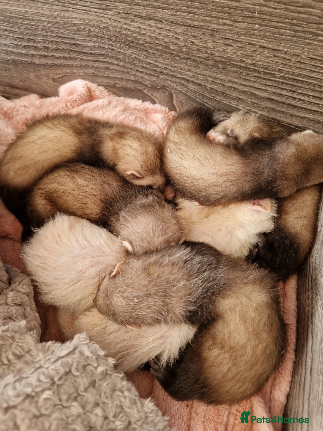 Ferret rodents for sale: Ferret kits mixed litter  - Image 10