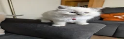 Ragdoll cats for sale: 🏆Tica Registered kittens from EU champion lines🏅 - Advert 40