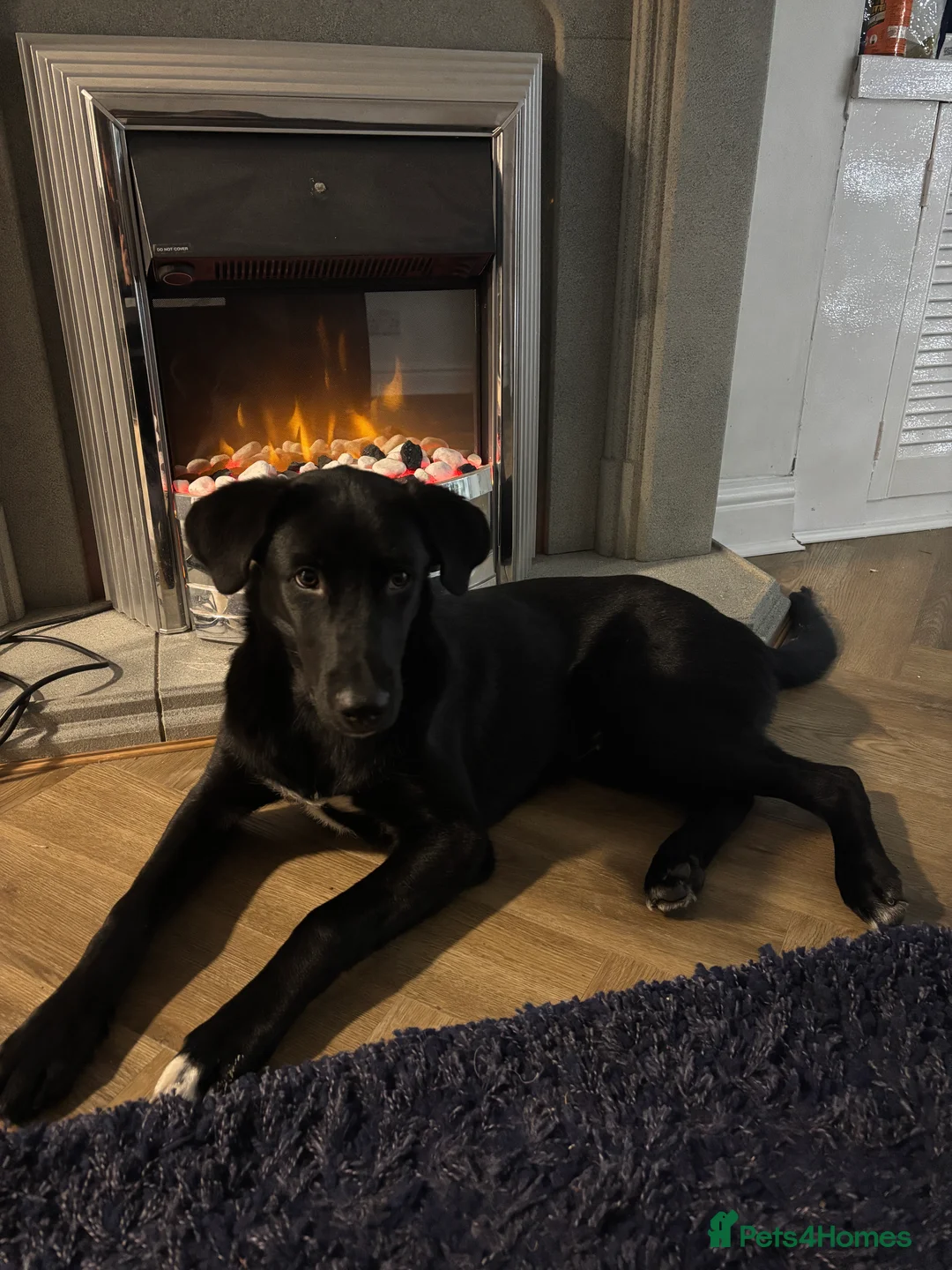 Mixed Breed dogs for sale: Huskypoo - Advert 1