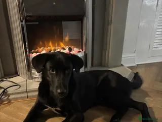 Mixed Breed dogs Huskypoo - Advert 17