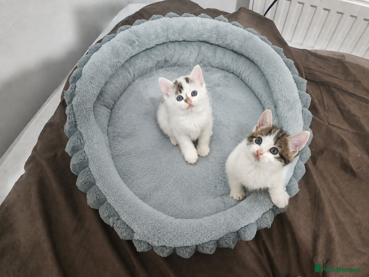 British Shorthair cats Adorable Boy & Girl Kittens Ready Soon - Advert 3